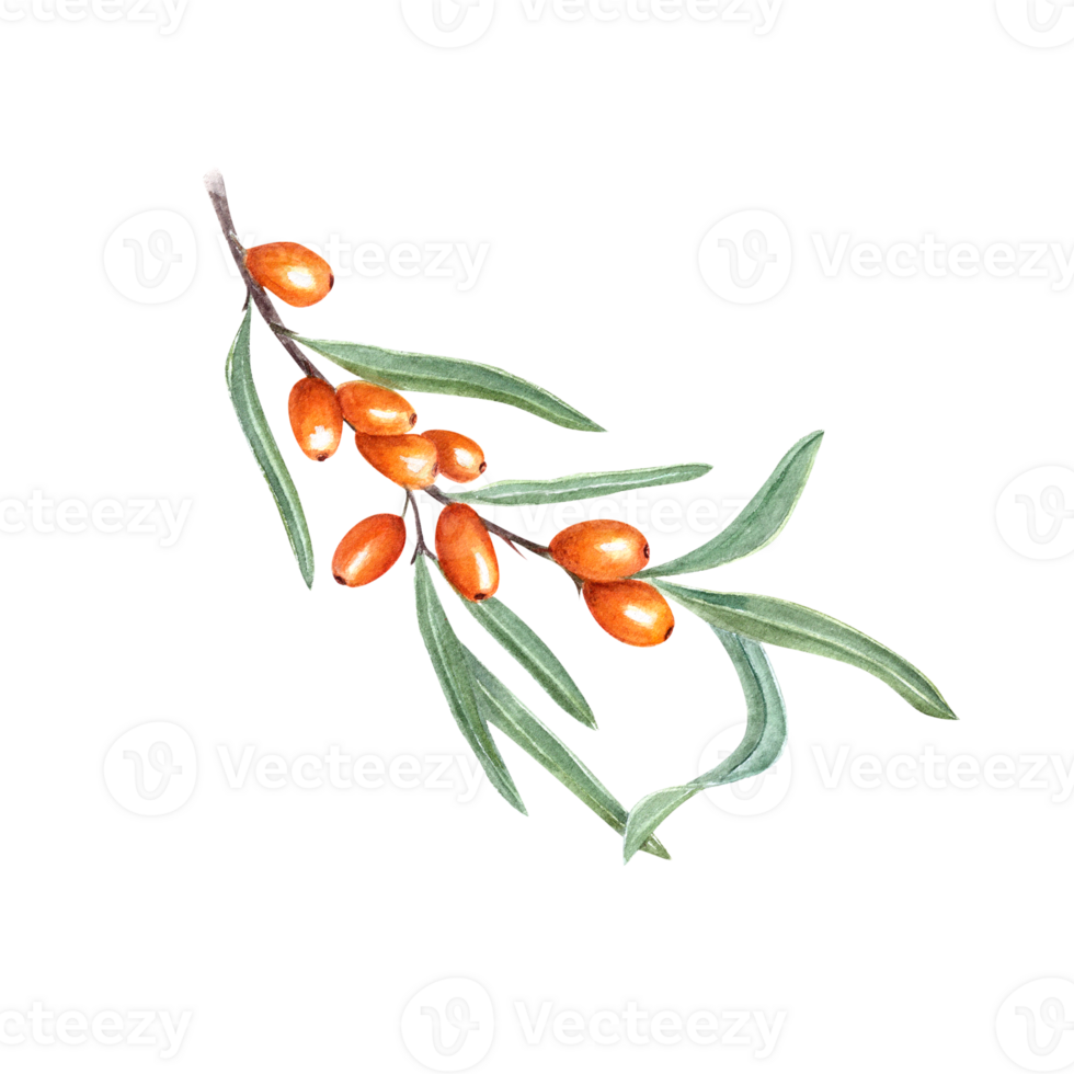 Watercolor botanical illustration of sea buckthorn branch with green leaves. Set for the design of patterns, greetings, package, advertising posters, labels png