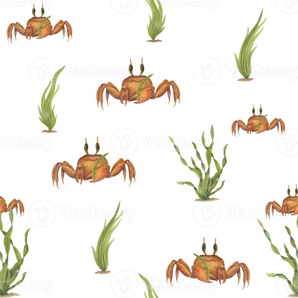 acquerello subacqueo senza soluzione di continuità modello di Marrone cartone animato Granchi, verde alga marina. mano dipinto illustrazione per disegno, menu, sfondo, tessuto, avvolgere. png