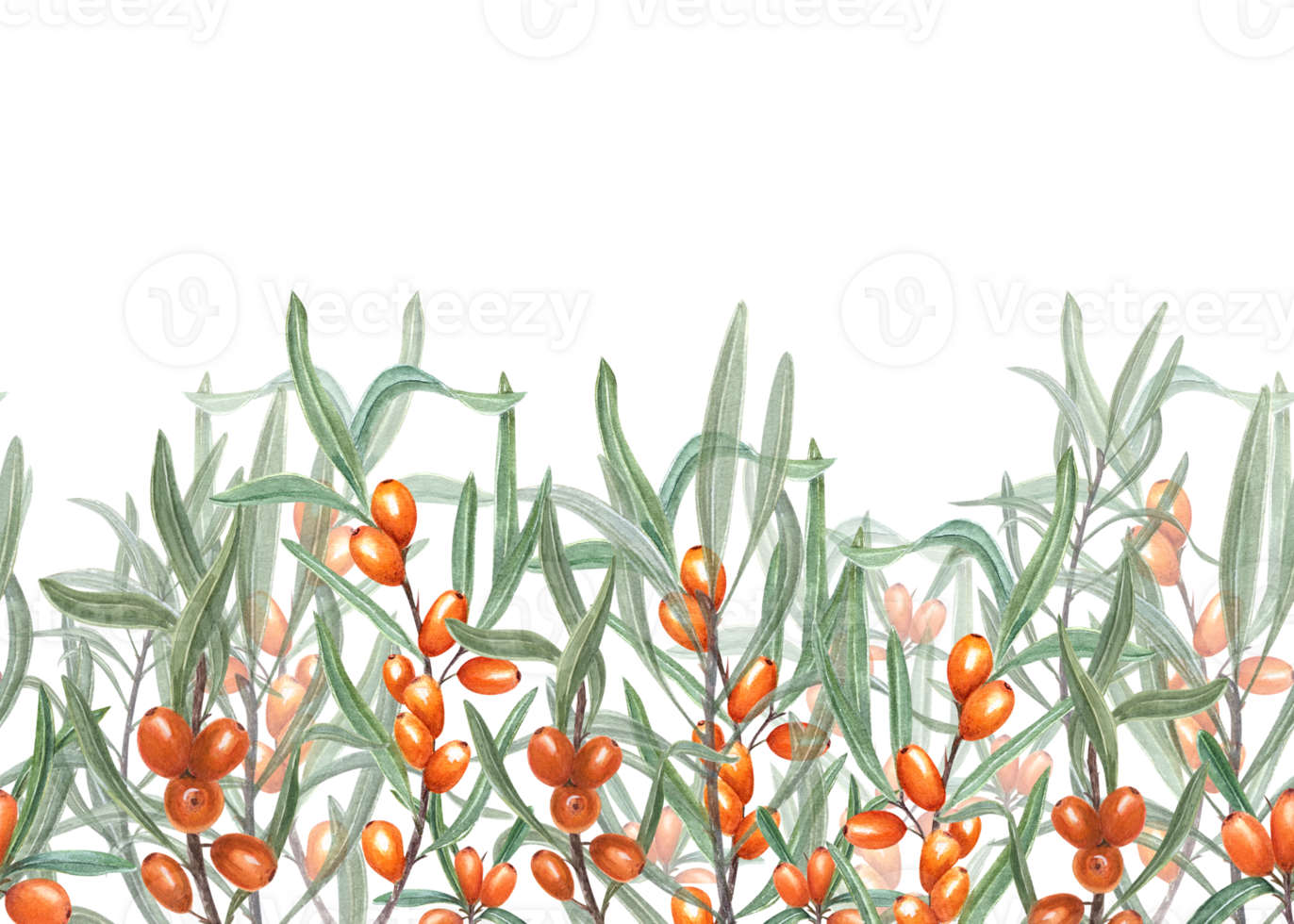 Seamless border of Sea Buckthorn. Illustration with bright Orange Berries and Green Leaves suitable for card design, textile, wrapping, scrapbooking png