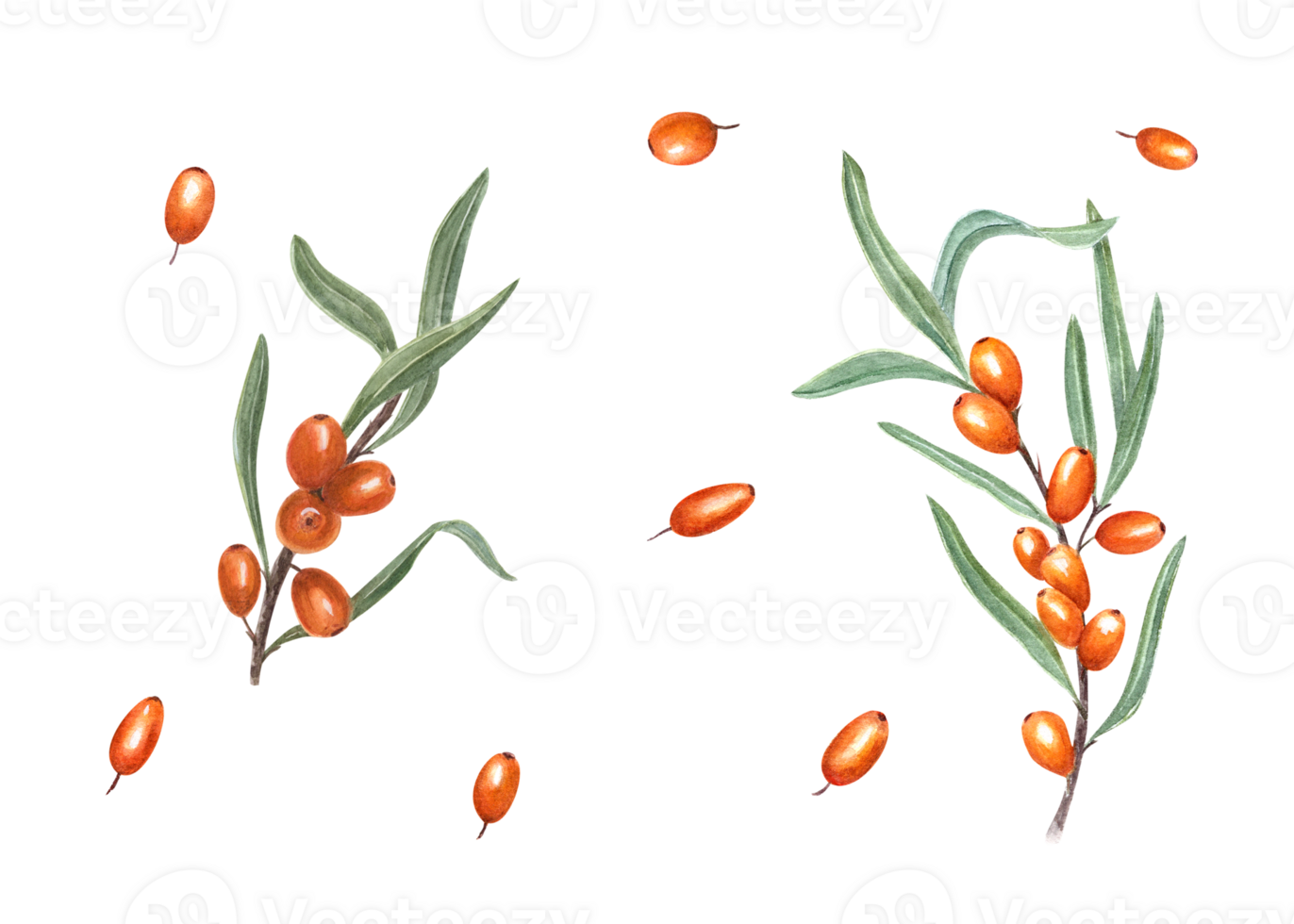 Watercolor botanical illustration of sea buckthorn. Set for the design of invitation, patterns, cards, greetings, package design, advertising posters, labels png
