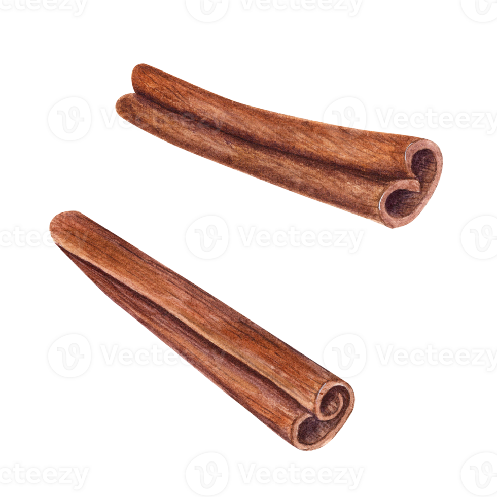 Watercolor illustration of Dried Cinnamon Sticks. Nature raw organic spice from tree bark. Hand drawn cinnamon using in medicine, food and aromatherapy. png
