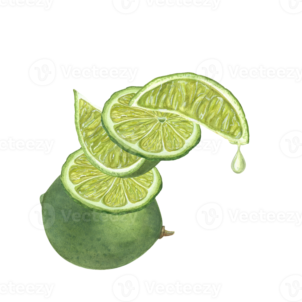 Watercolor concept of balance made of fresh Lime slices of various sizes, whole citrus and drop of juice dripping from piece. Illustration for menu, cocktail party png