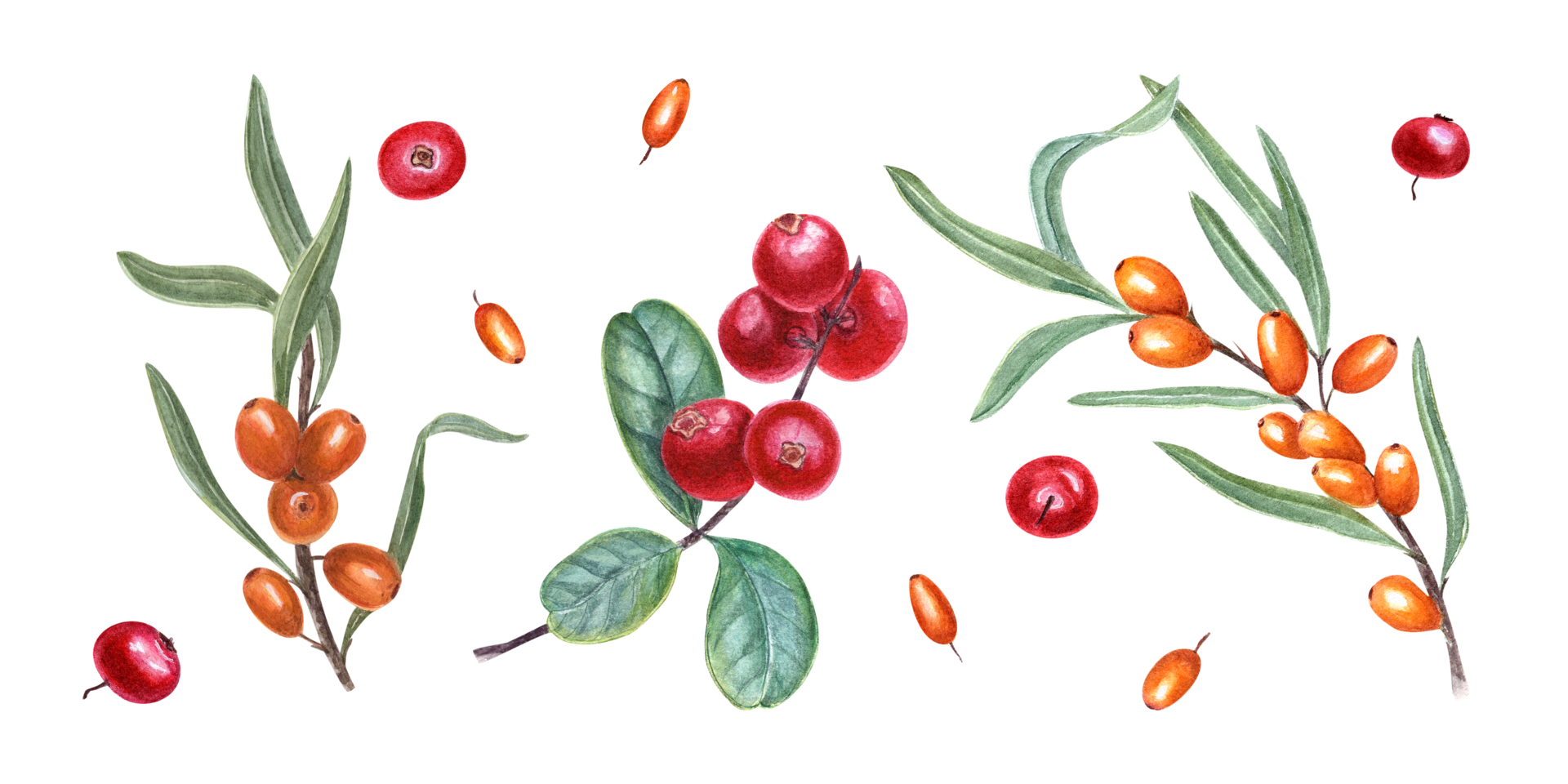 Watercolor botanical illustration of sea buckthorn, cowberries. Set for