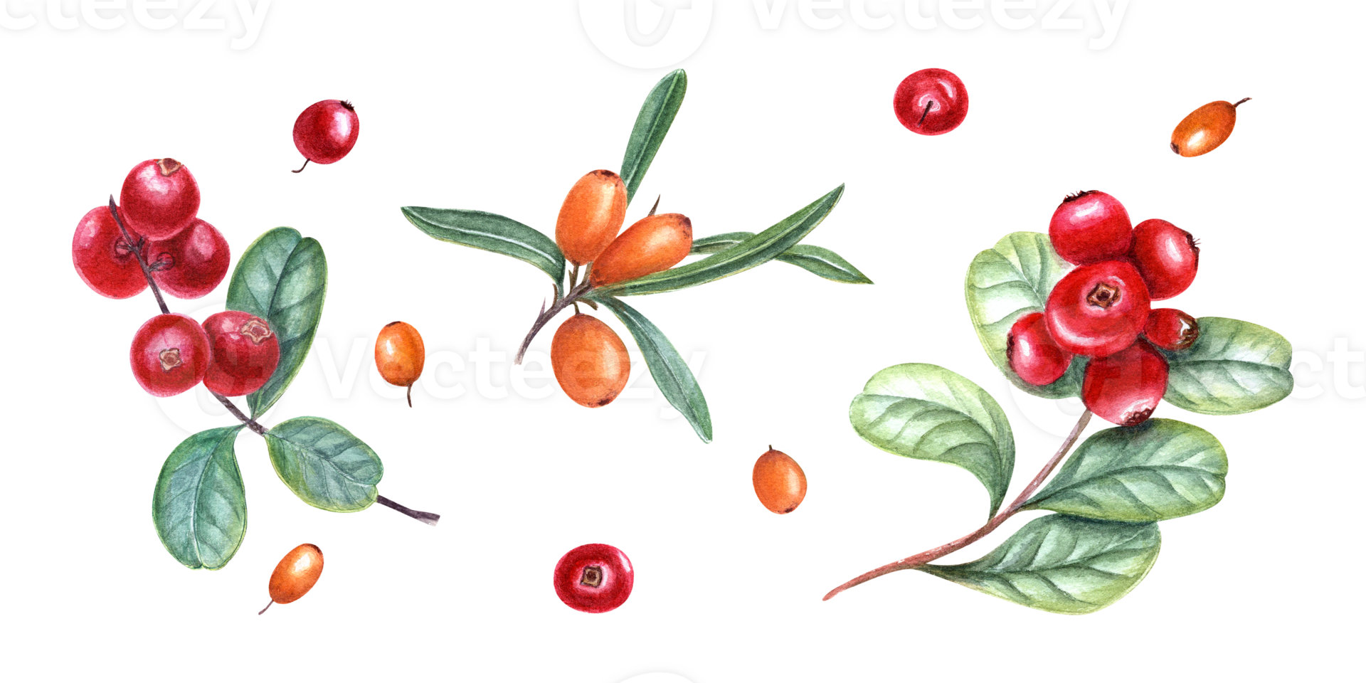 waterverf botanisch illustratie van zee duindoorn, bosbessen. reeks voor de ontwerp van uitnodiging, patronen, kaarten, hartelijk groeten, pakket ontwerp, reclame affiches, etiketten png