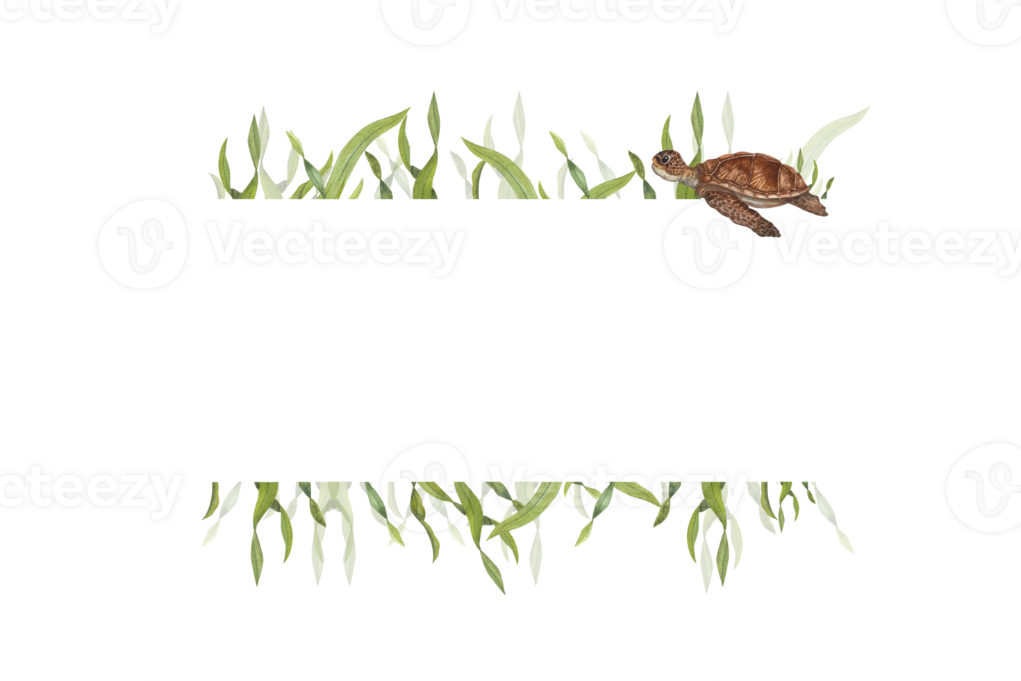 Watercolor frame in marine style. Illustration of weed and turtle for postcard design, different invitation template, wedding, birthday, mother day cards png