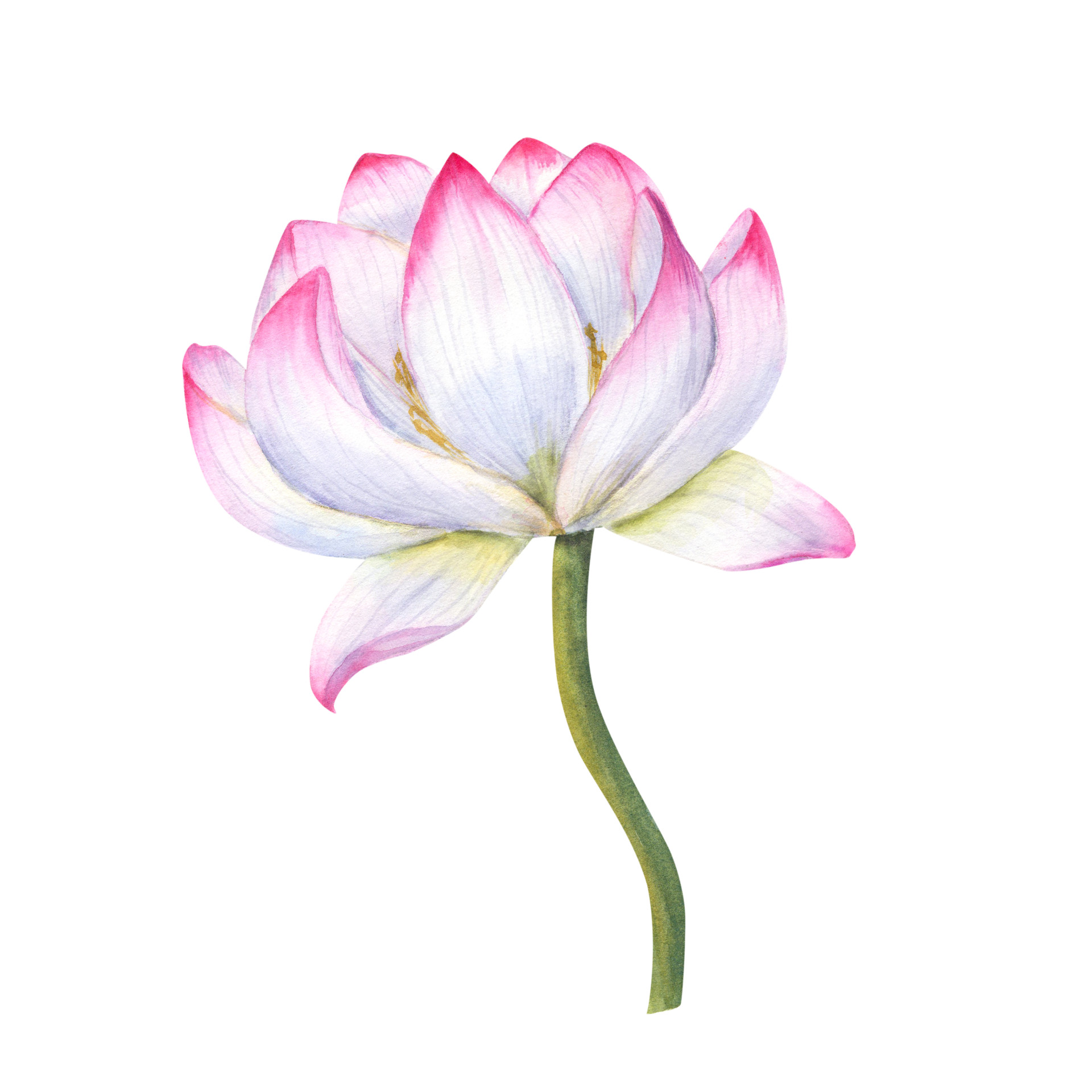 Pink blooming Water Lily with green stem. Lotus flower, Indian