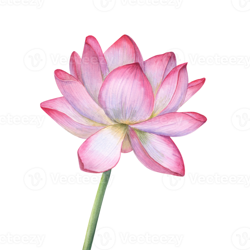 Rosa lótus flor com verde tronco. delicado florescendo água lírio, indiano lótus, sagrado lótus. aguarela ilustração para Casamento projeto, ioga ou spa Centro, poster, cartões, saudações, logotipo, rótulo png