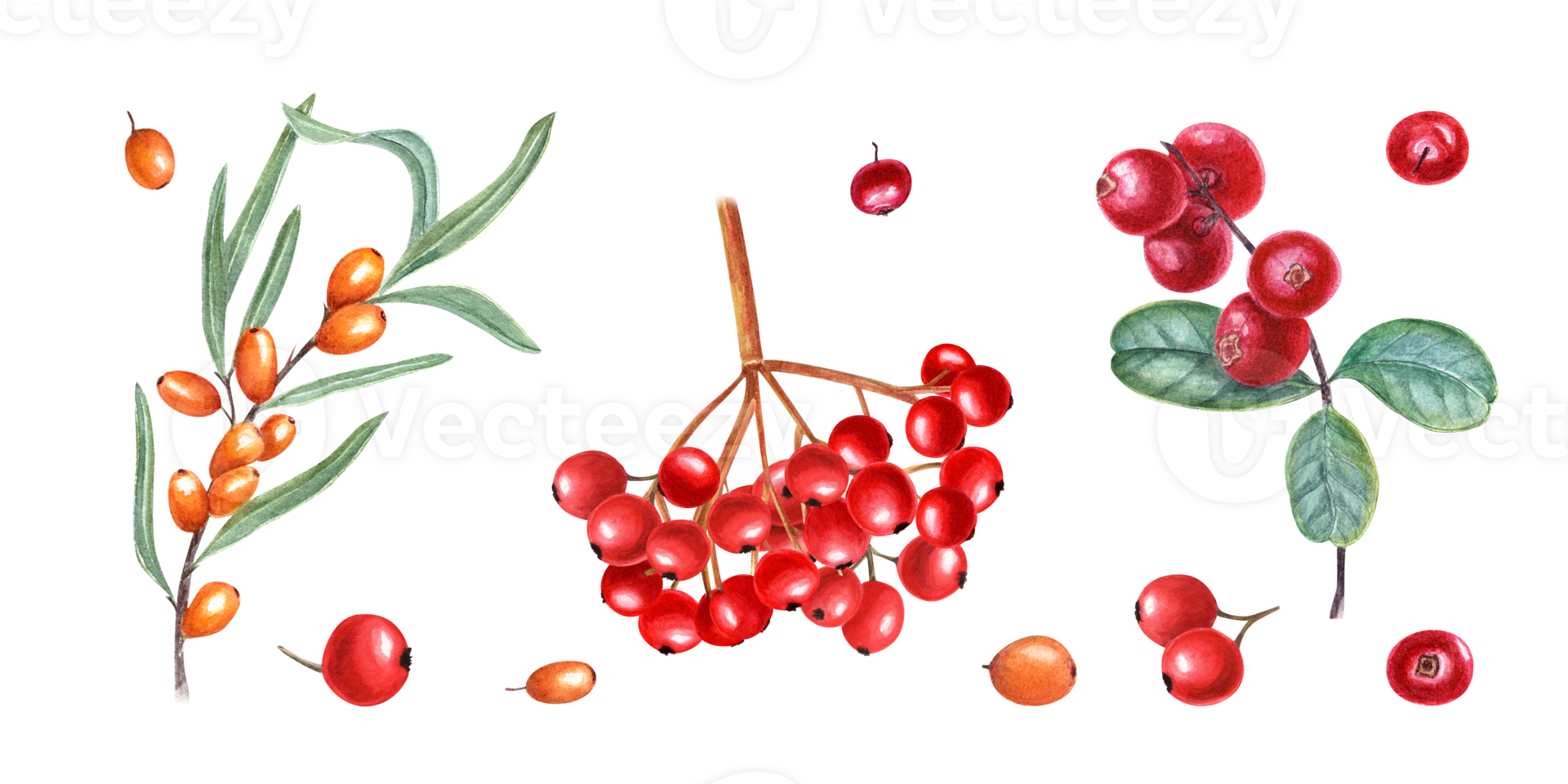 Berry autumn set. Sea buckthorn, lingonberry, viburnum. Ripe, juicy yellow and red berries. Garden, wild berry with leaves. Hand drawn illustration for card, book, greetings. png