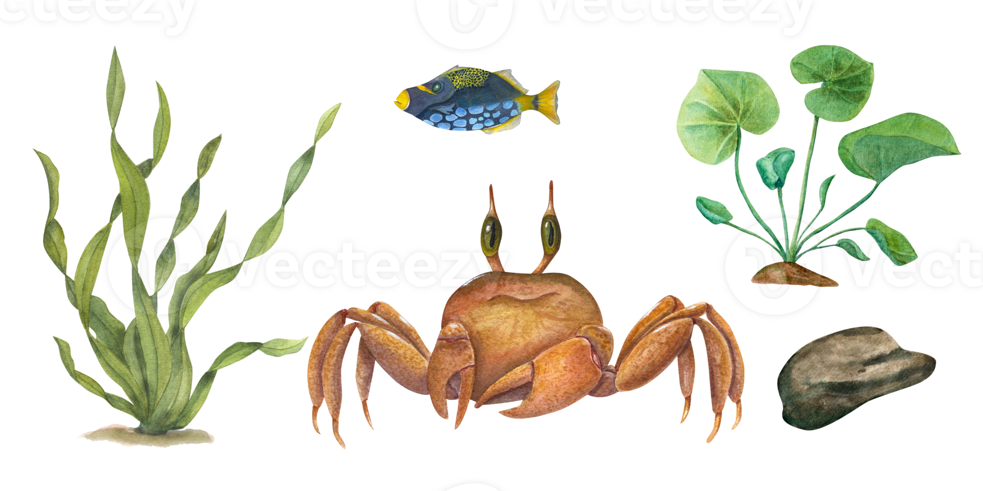 Watercolor set of crab, fish, underwater stone, sea green weeds. Aquatic illustration. For decorating childrens party, books, stationery, print png