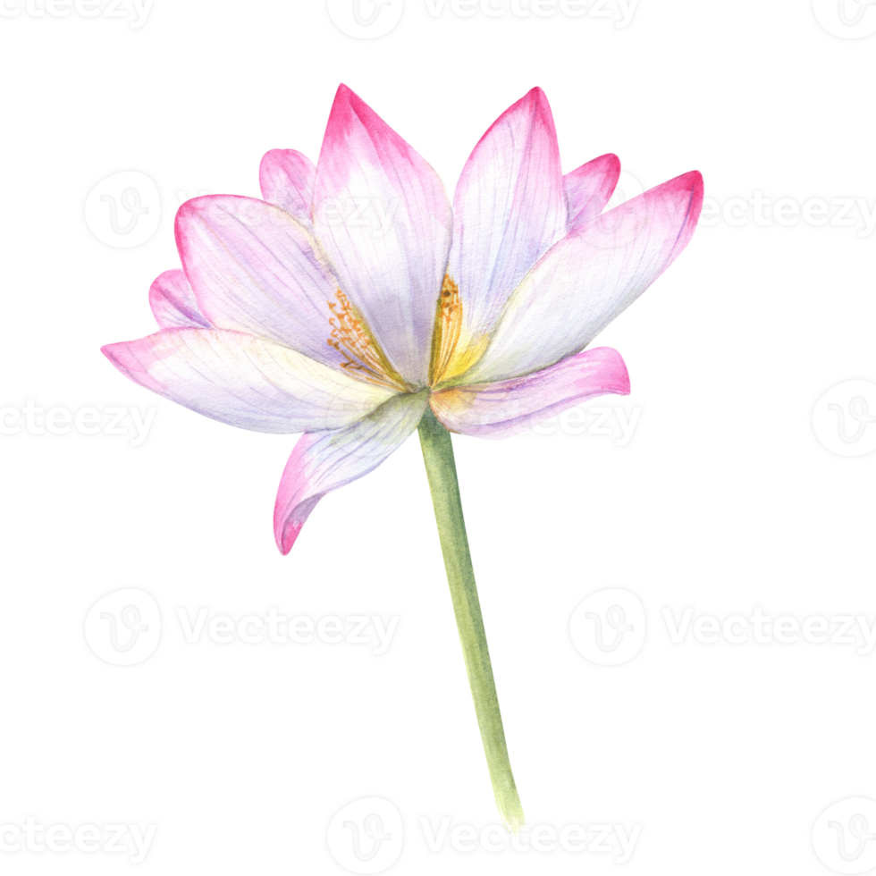 Pink blooming Lotus flower with green stem. Water Lily, Indian Lotus, Sacred Lotus. Watercolor illustration for wedding design, yoga center, poster, logo, label png