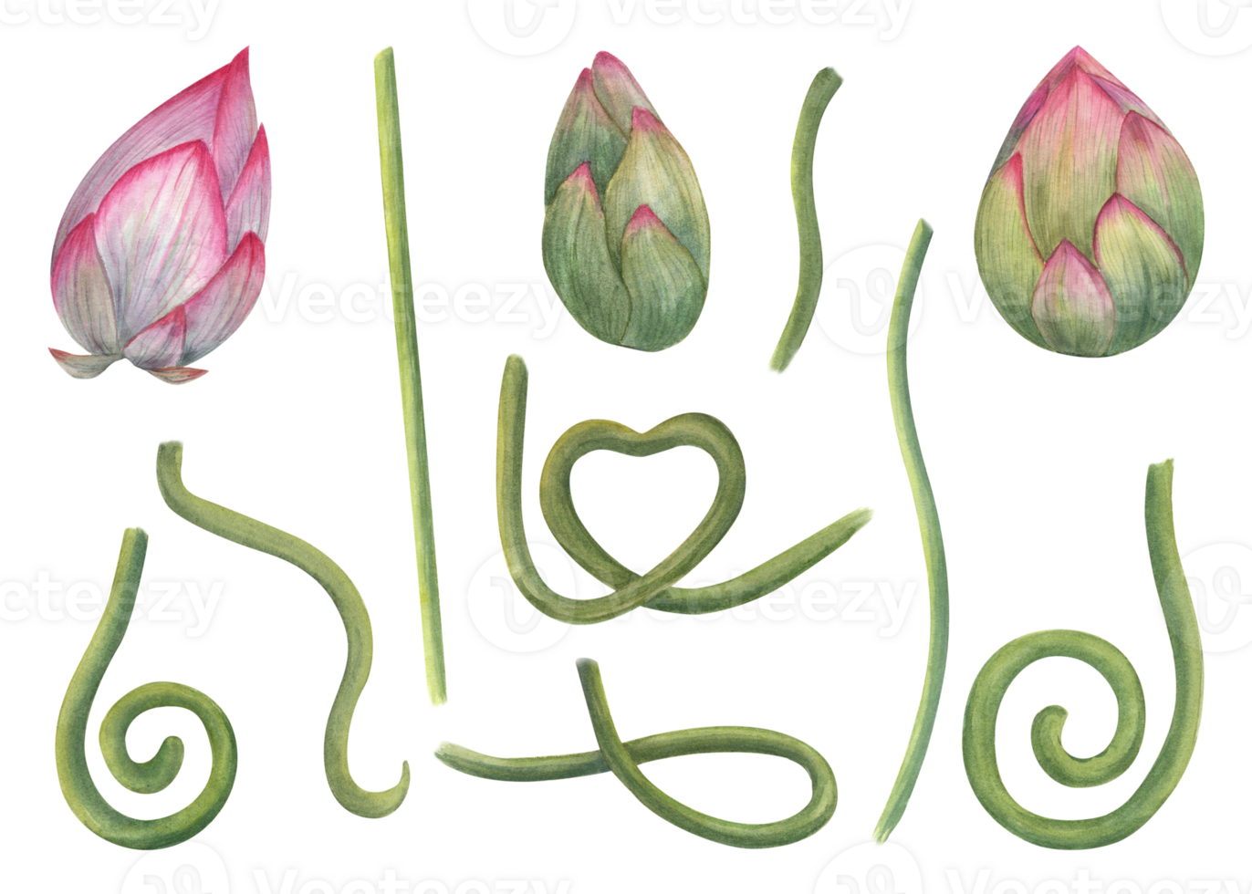 A set of individual lotus parts for creating compositions. Pink Buds, green stems of water lily. Constructor for creating bizarre flower shapes. Watercolor illustration for design png