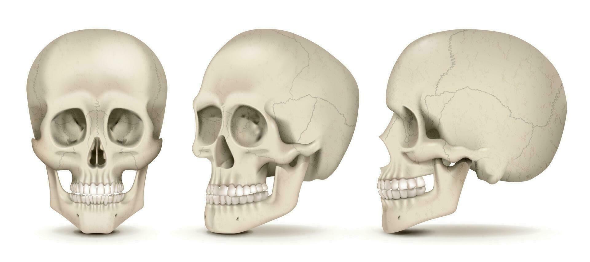 Realistic Skulls Set vector