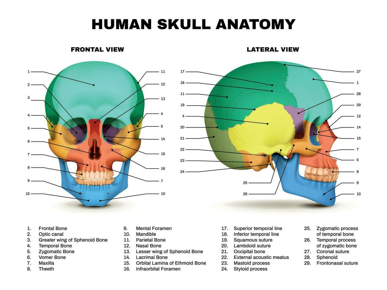 humano cráneo anatomía infografía vector