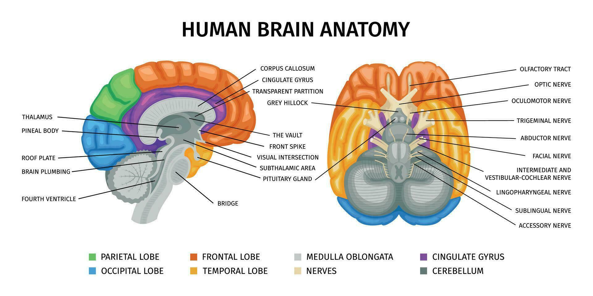 humano cerebro anatomía infografia vector