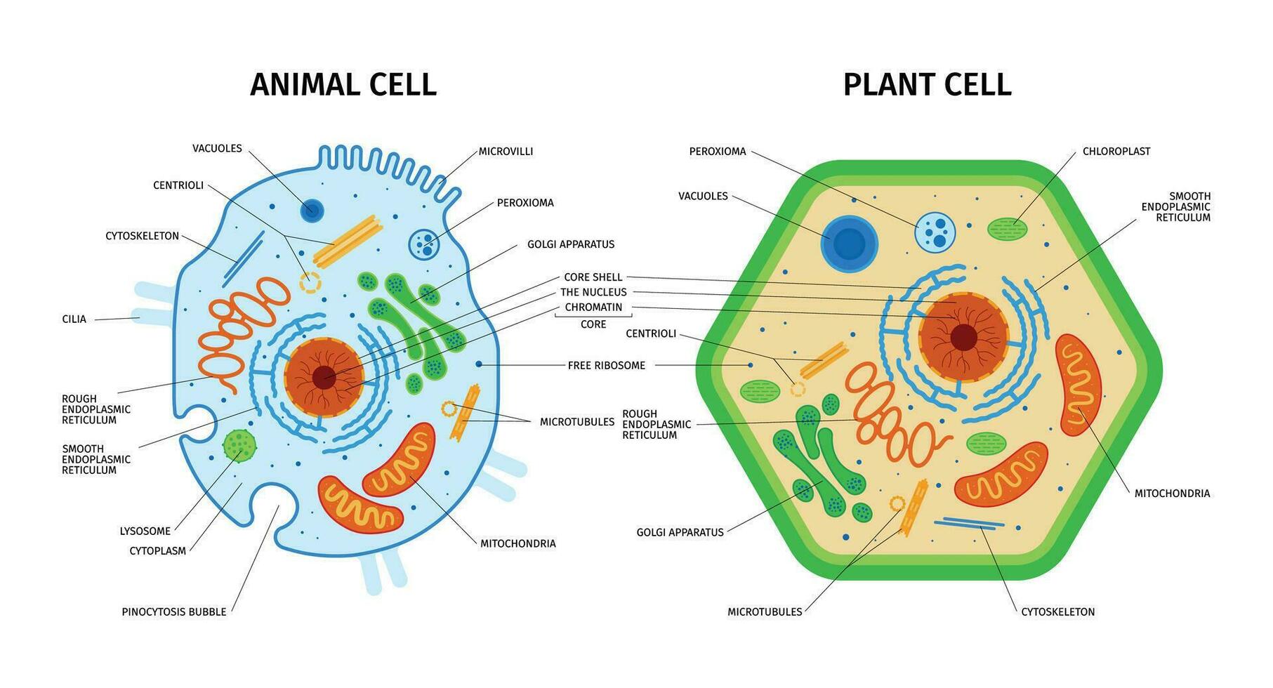 animal planta células composición vector