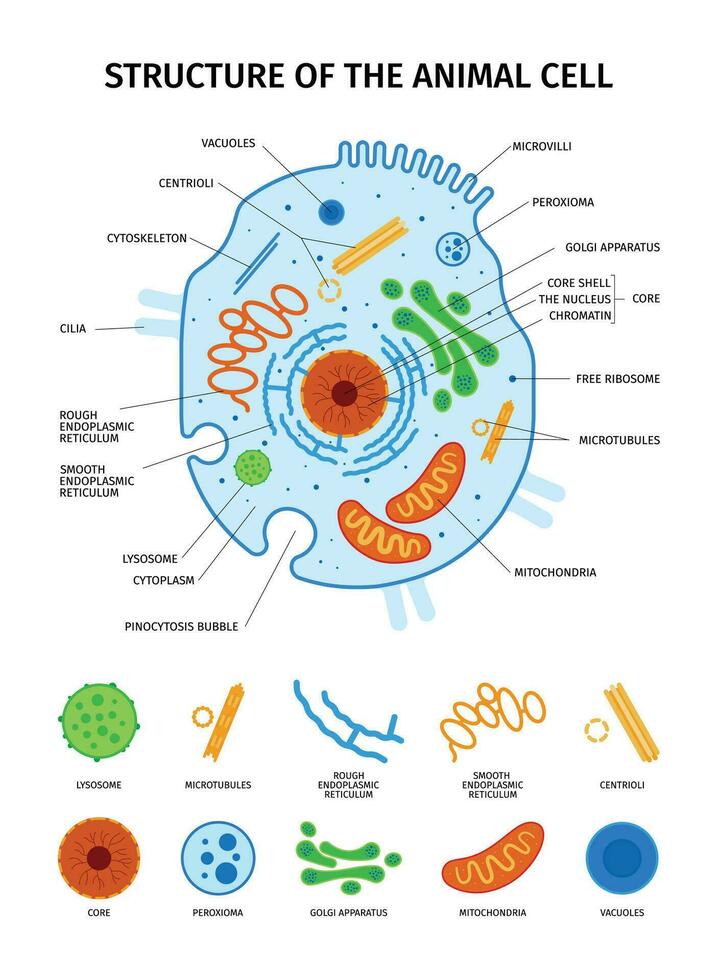 Animal Cell Anatomy Set vector