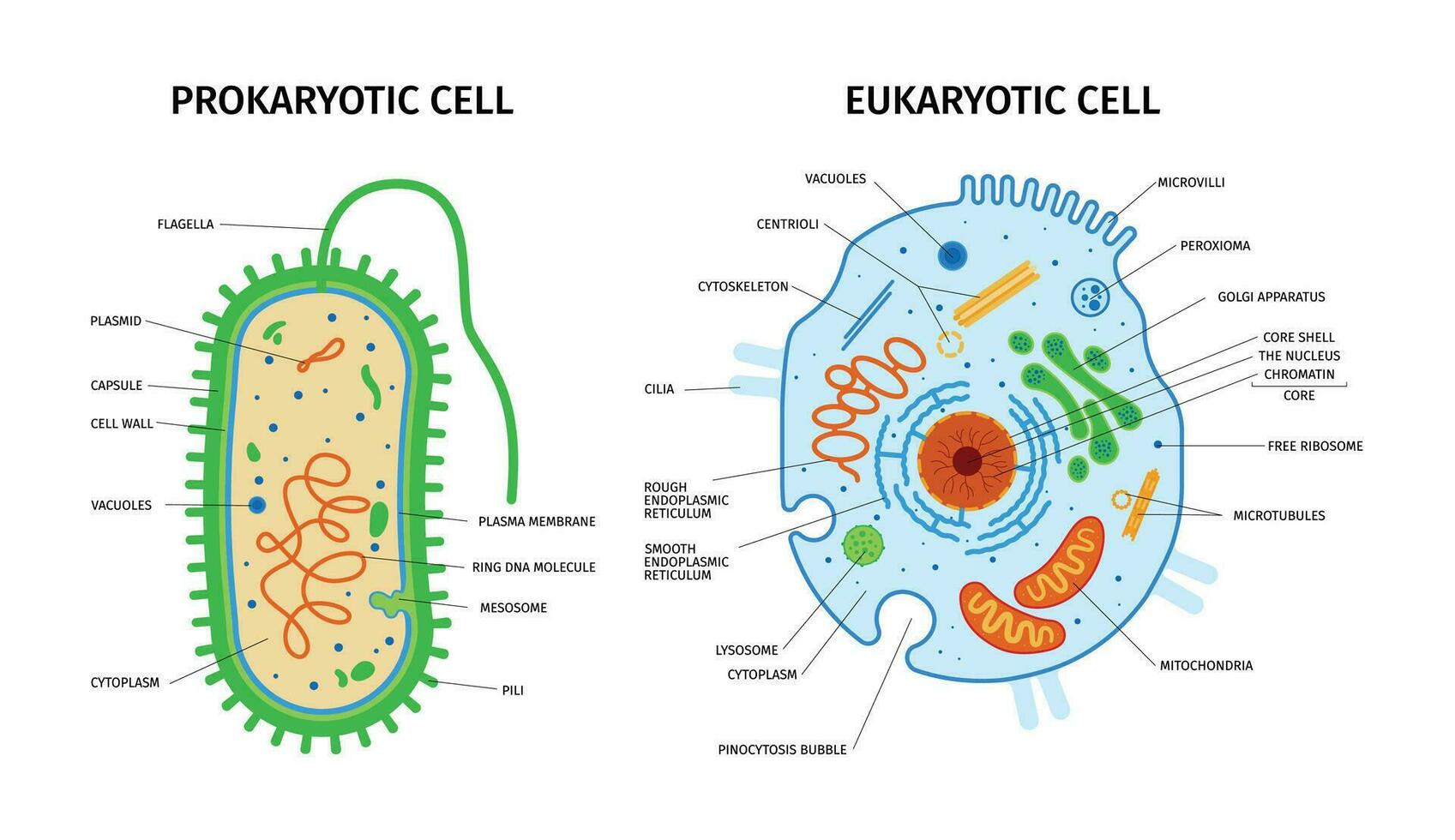 Prokaryotic Eukaryotic Cells Composition vector