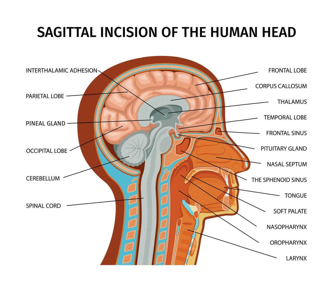 humano cabeza anatomía composición vector