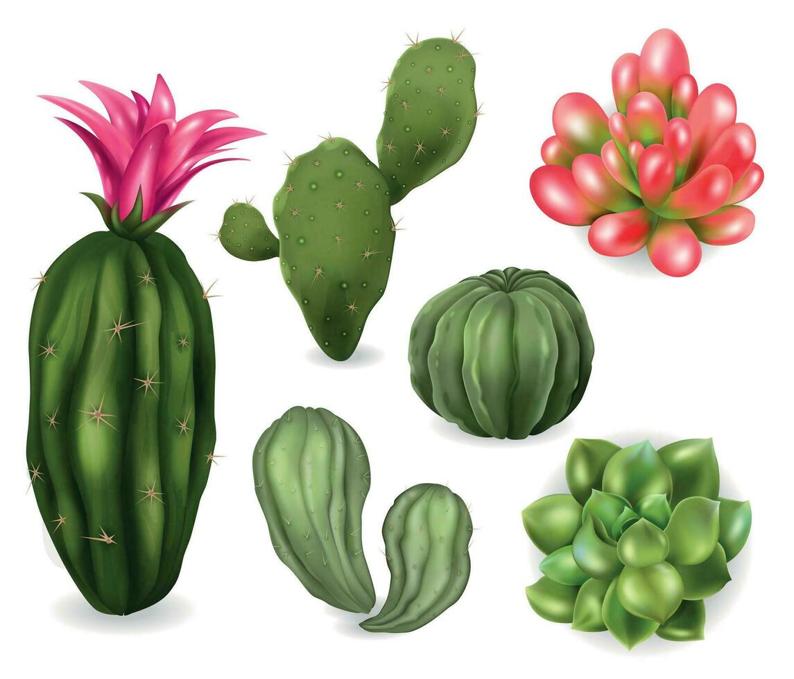 realista cactus suculento conjunto vector