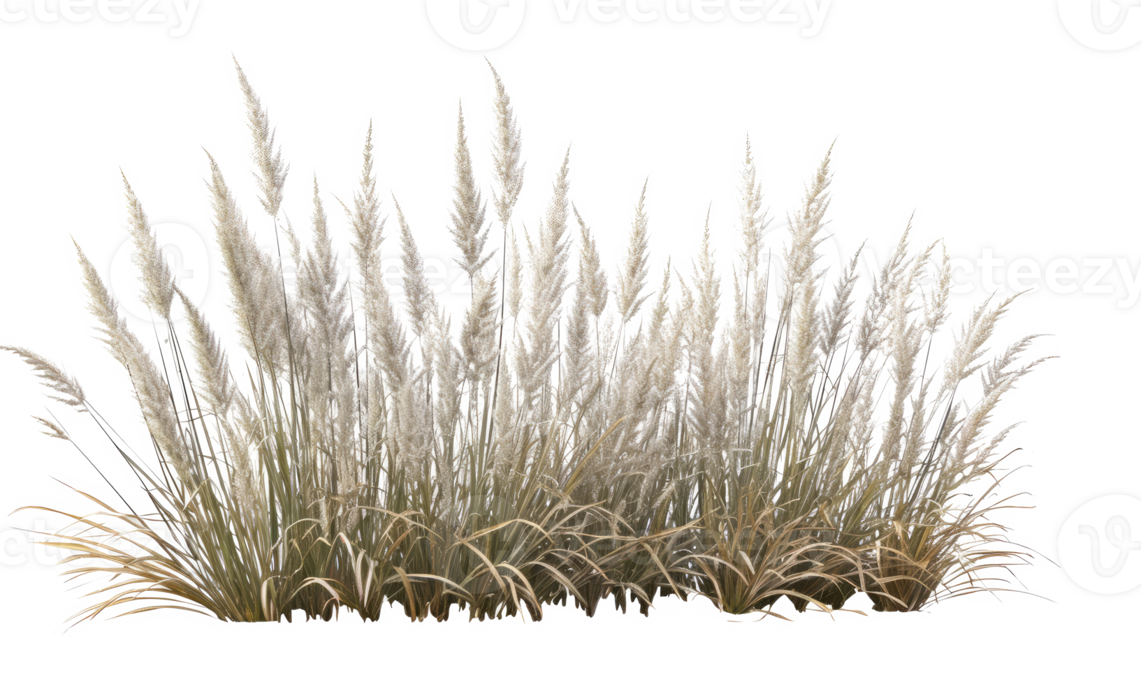 Orange red grass, native to Australia . AI Generated png