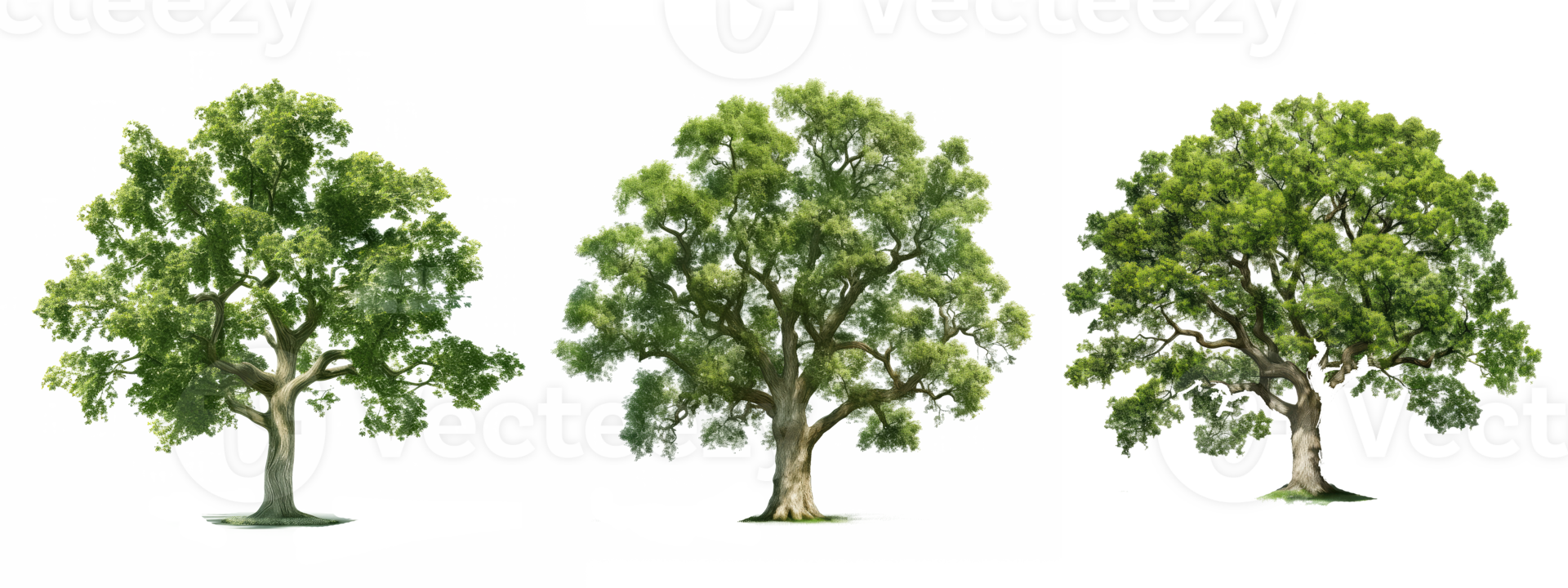 oak tree . AI Generated png