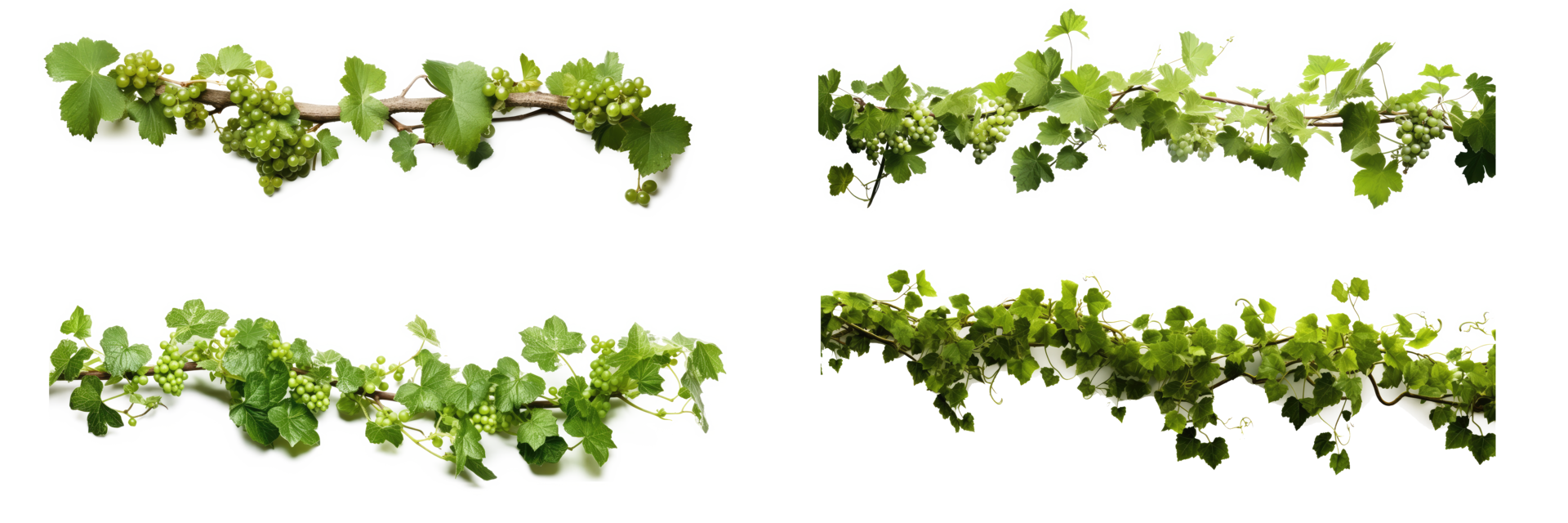 Grape leaves vine plant hanging branch grapevine with tendrils . AI