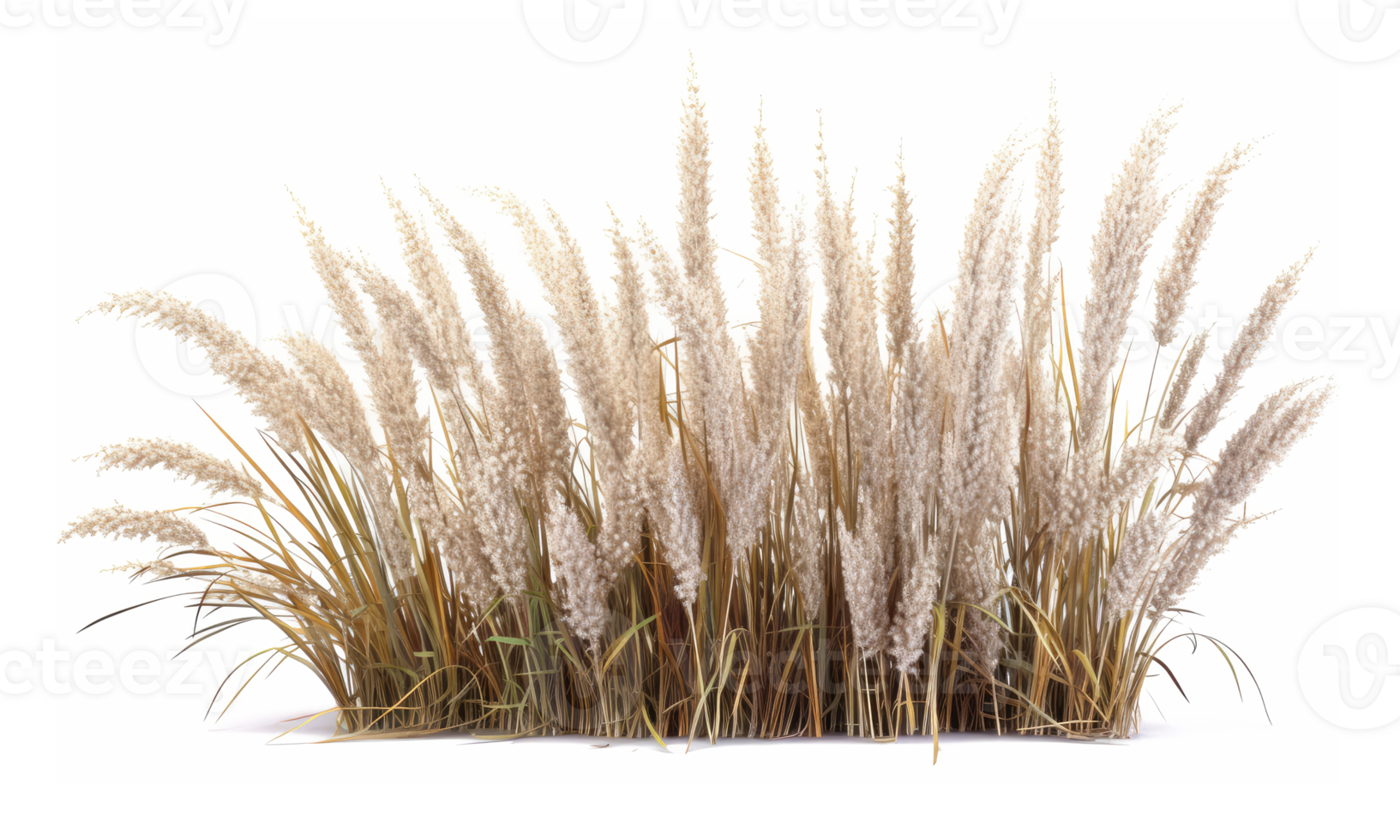 Orange red grass, native to Australia . AI Generated png