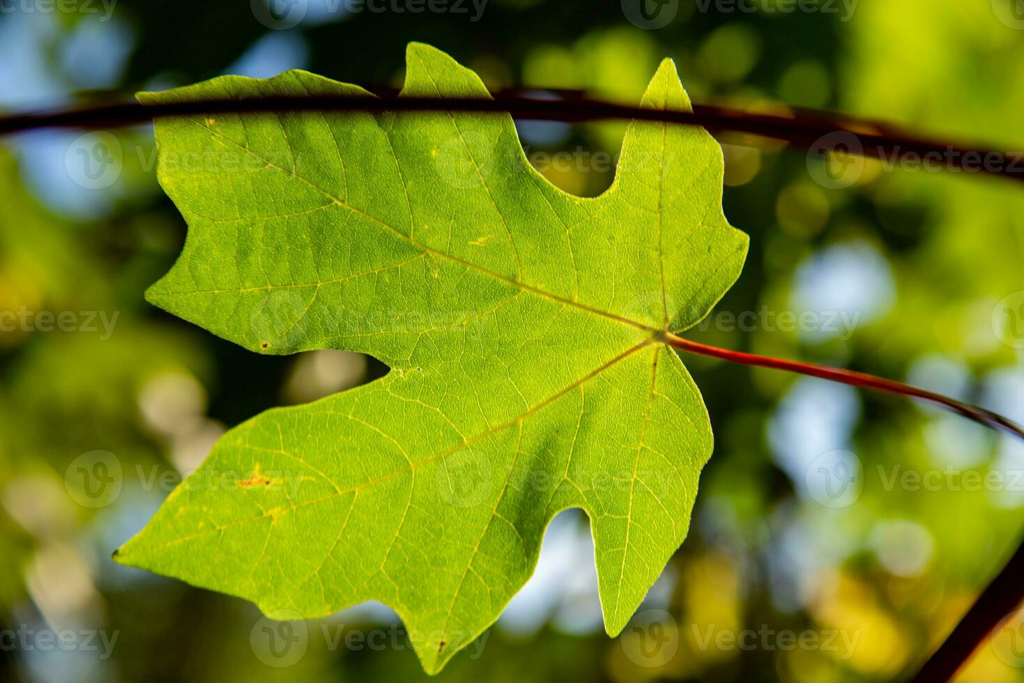 hoja ancha arce árbol hojas espalda iluminado por Dom foto