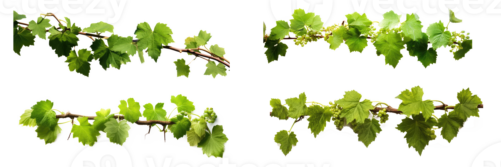 Grape leaves vine plant hanging branch grapevine with tendrils . AI Generated png