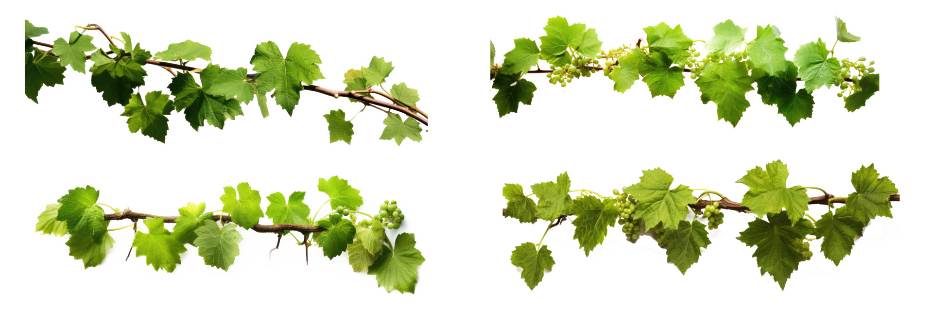 Grape leaves vine plant hanging branch grapevine with tendrils . AI