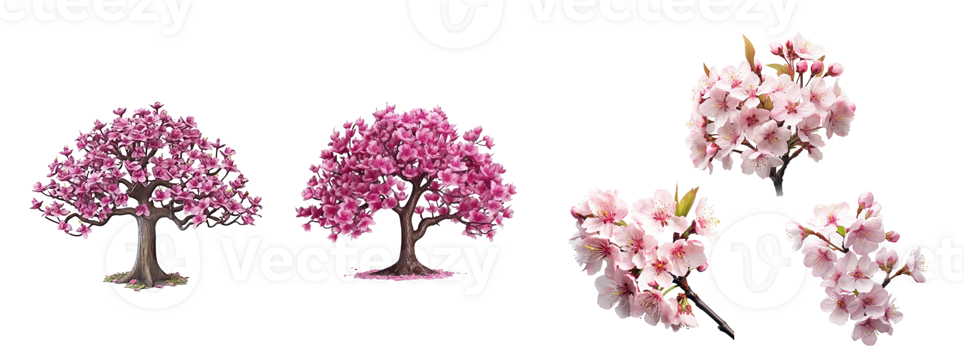 cherry blossoms and lushly blooming Magnolia tree . AI Generated png