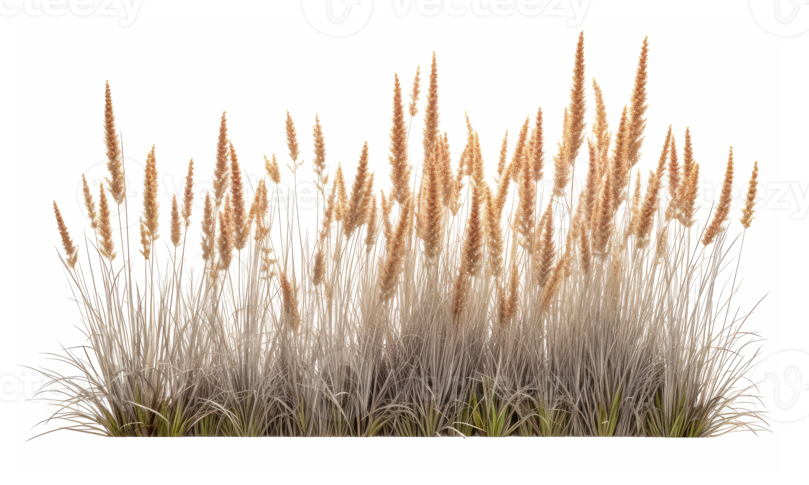 Orange red grass, native to Australia . AI Generated png