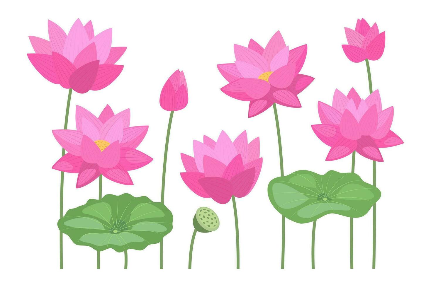 Set of hand drawn flowers lotus. Vector botanical illustration.