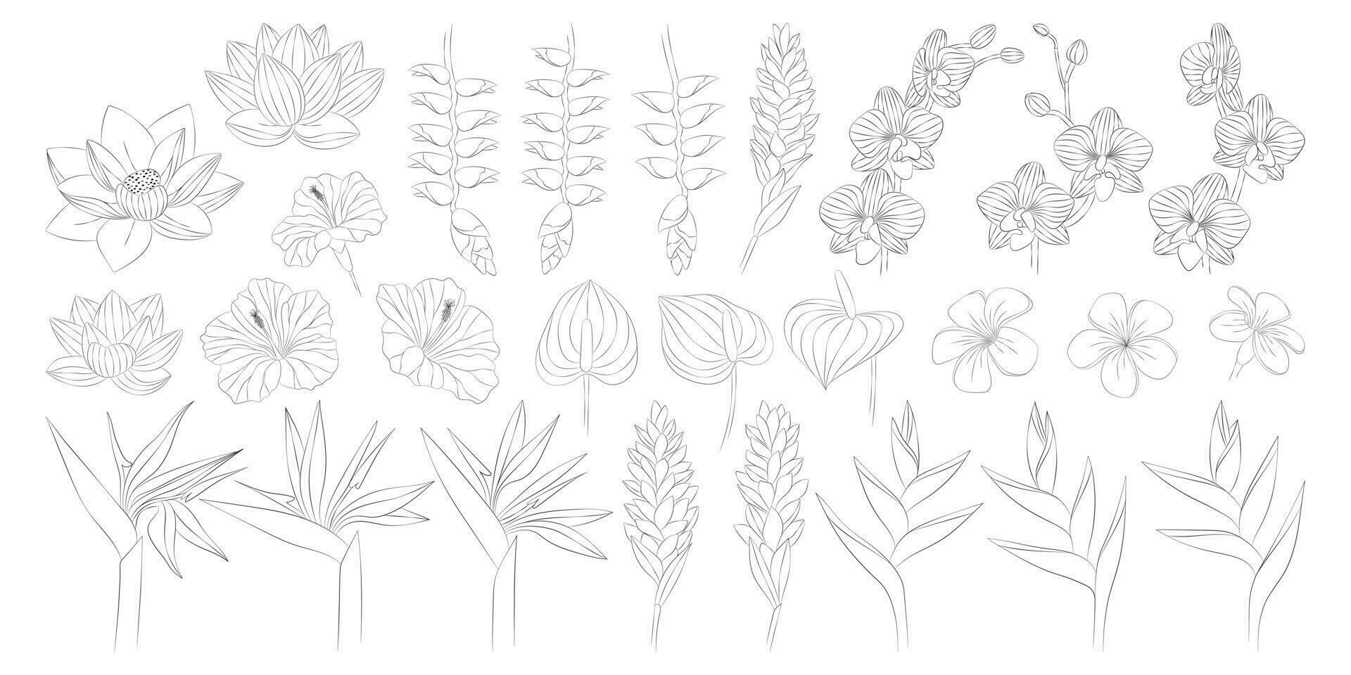 tropical flores colocar. alpinia, anturio, frangipani, loto, heliconia, hibisco, orquídea, strelitzia. vector botánico ilustración, contorno gráfico dibujo.