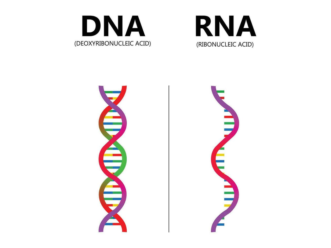 DNA vs. RNA vector illustration. Educational genetic acid explanation diagram. Nucleobase structure labeled scheme. Ribonucleic and deoxyribonucleic molecule helix chain differences comparison.