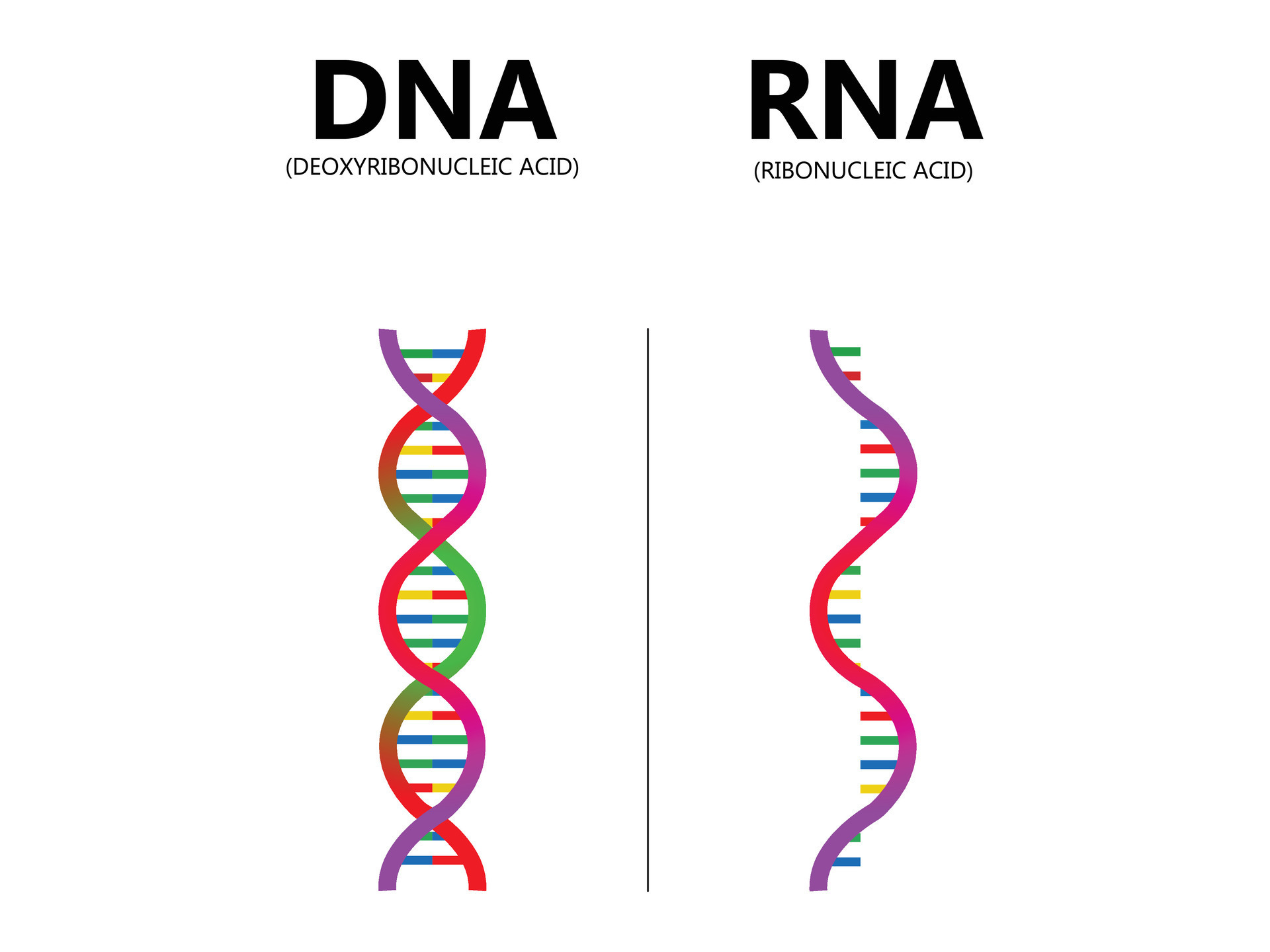 Dna Vs Rna Sellers Sale Brunofuga adv br
