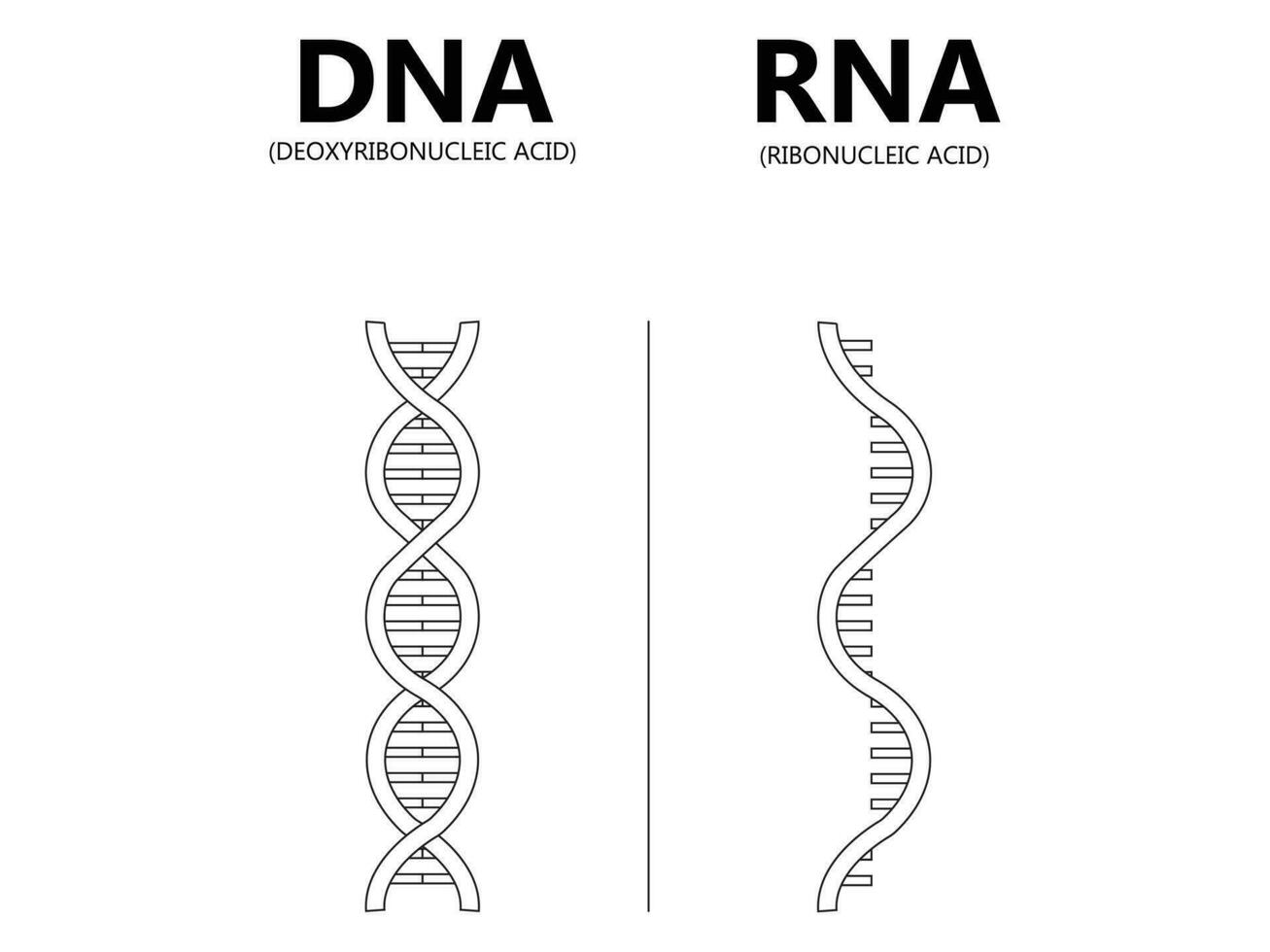 DNA vs. RNA vector illustration. Educational genetic acid explanation diagram. Nucleobase structure labeled scheme. Ribonucleic and deoxyribonucleic molecule helix chain differences comparison.