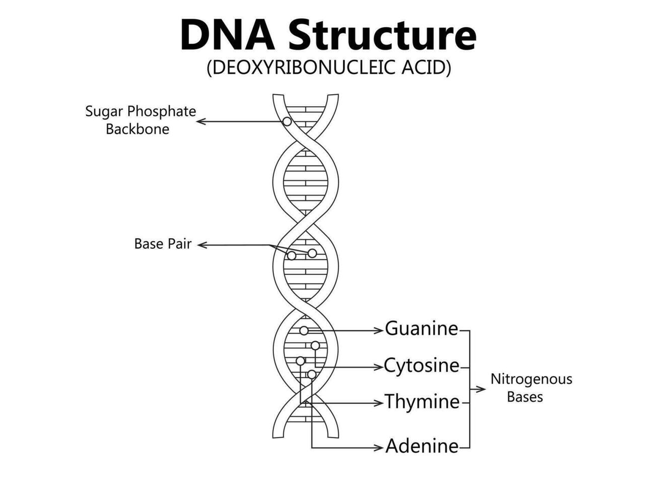 Vector scientific icon spiral of DNA and RNA. An illustration of the differences in the structure of the DNA and RNA molecules. Image poster structure RNA and DNA