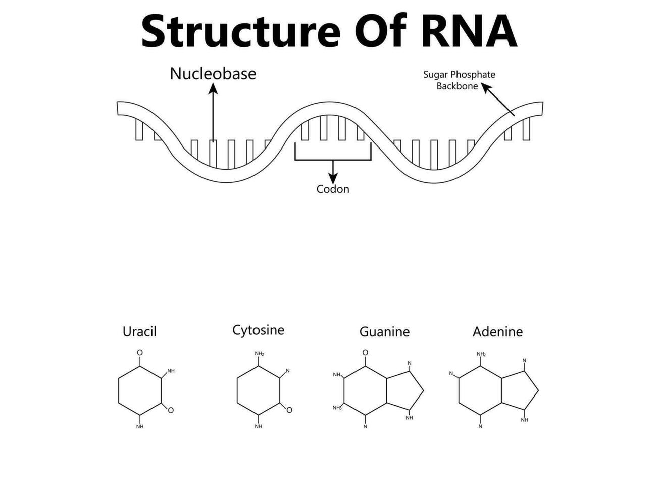RNA Ribonucleic acid. Structural formula of adenine, cytosine, guanine and uracil. Vector diagram for educational, medical, biological, and scientific use