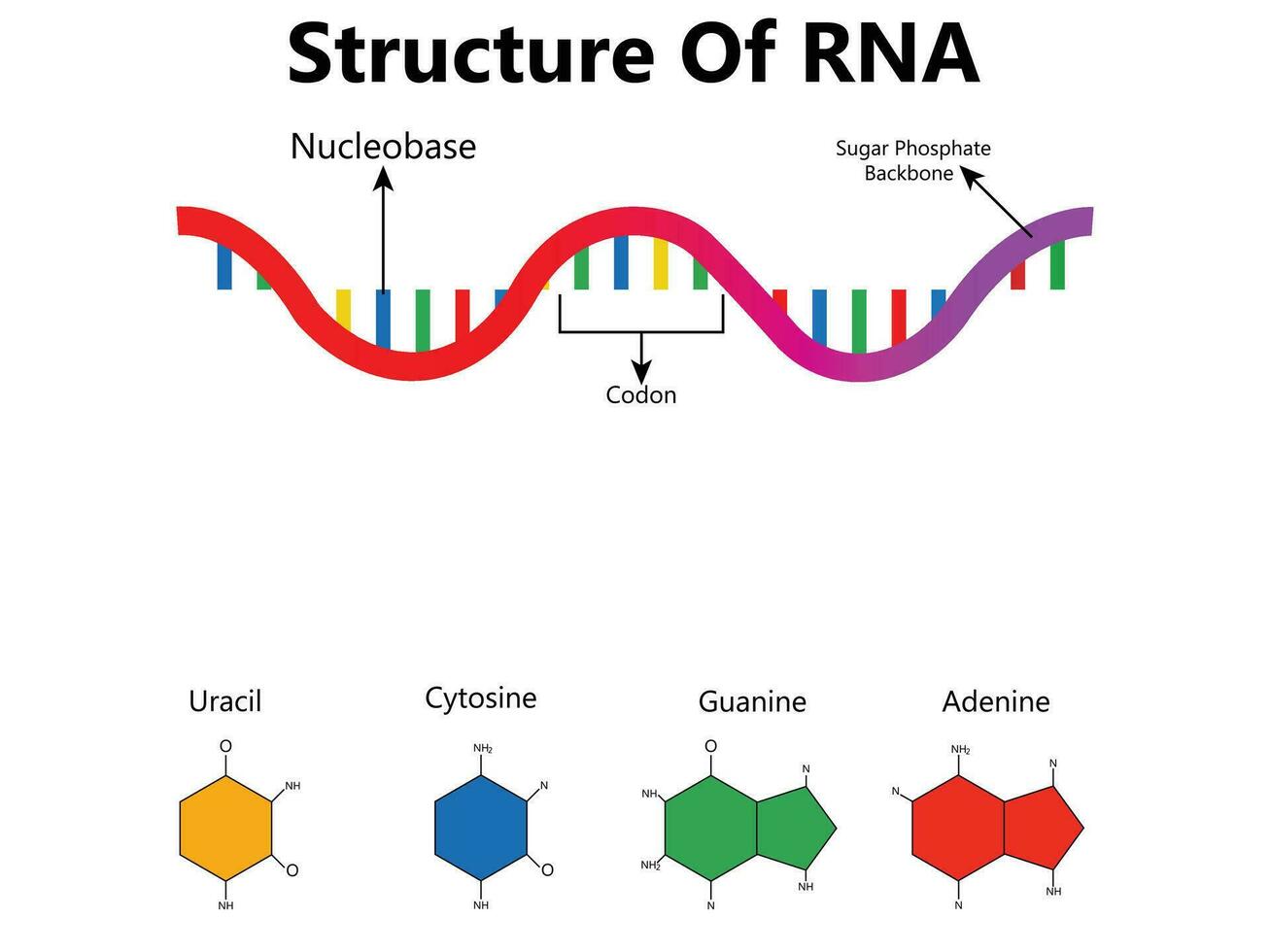 RNA Ribonucleic acid. Structural formula of adenine, cytosine, guanine and uracil. Vector diagram for educational, medical, biological, and scientific use
