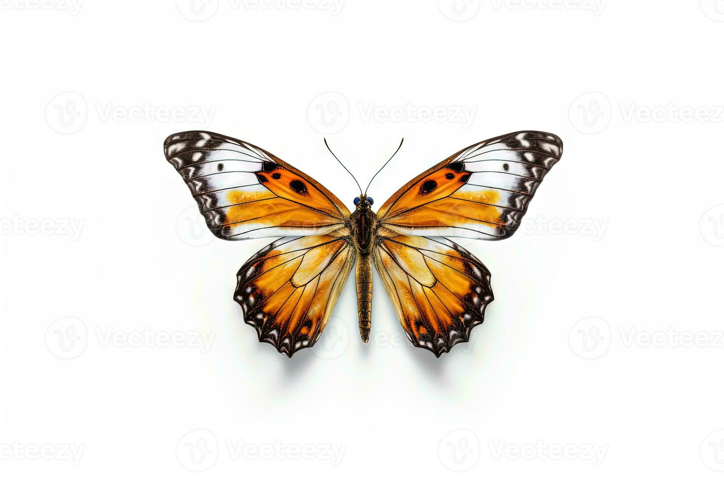 Butterfly with colorful wings isolated on white. Generative AI. photo