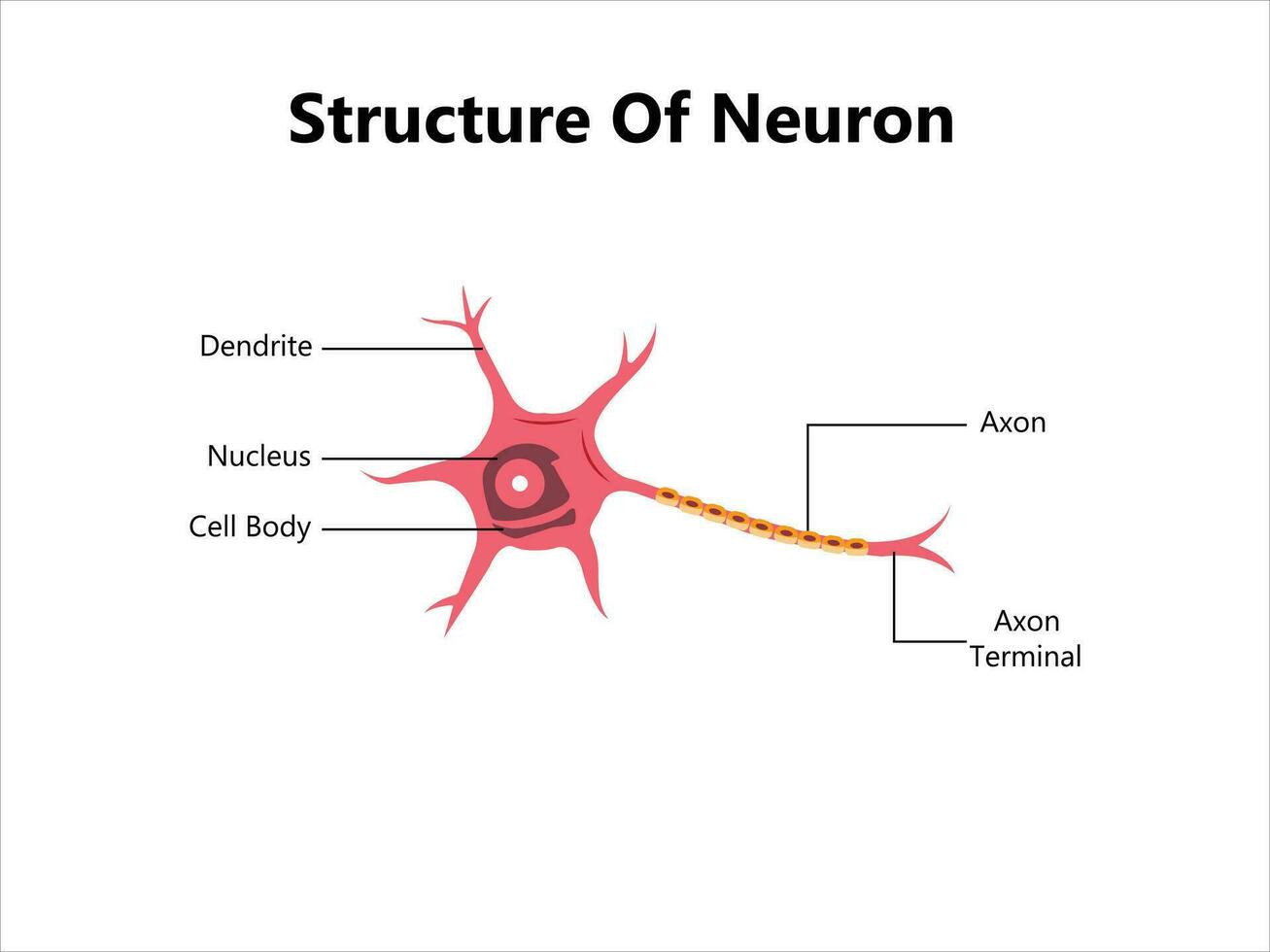 Human neuron structure. Brain neuron cell illustration. Synapses, myelin sheath, cell body, nucleus, axon and dendrites scheme. Neurology illustration vector