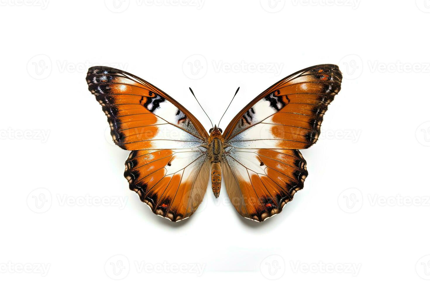 Butterfly with colorful wings isolated on white. Generative AI. photo