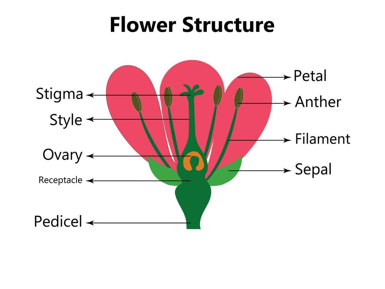 Vector education diagram of botany and biology, the structure of the flower in a section. Training banner scheme for scientific study, illustration.
