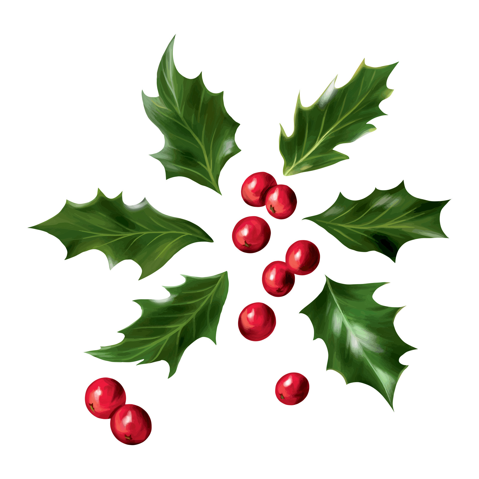 Premium Vector  Element of christmas holly for new year holiday