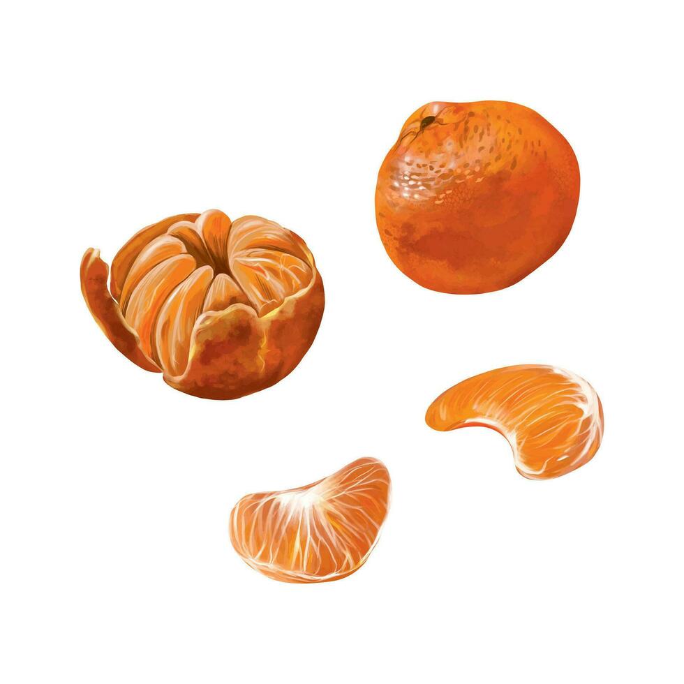 naranja Mandarina, todo y rebanadas vector ilustración para el nuevo año composición. diseño elemento para saludo tarjetas, Navidad invitaciones, temática pancartas, volantes