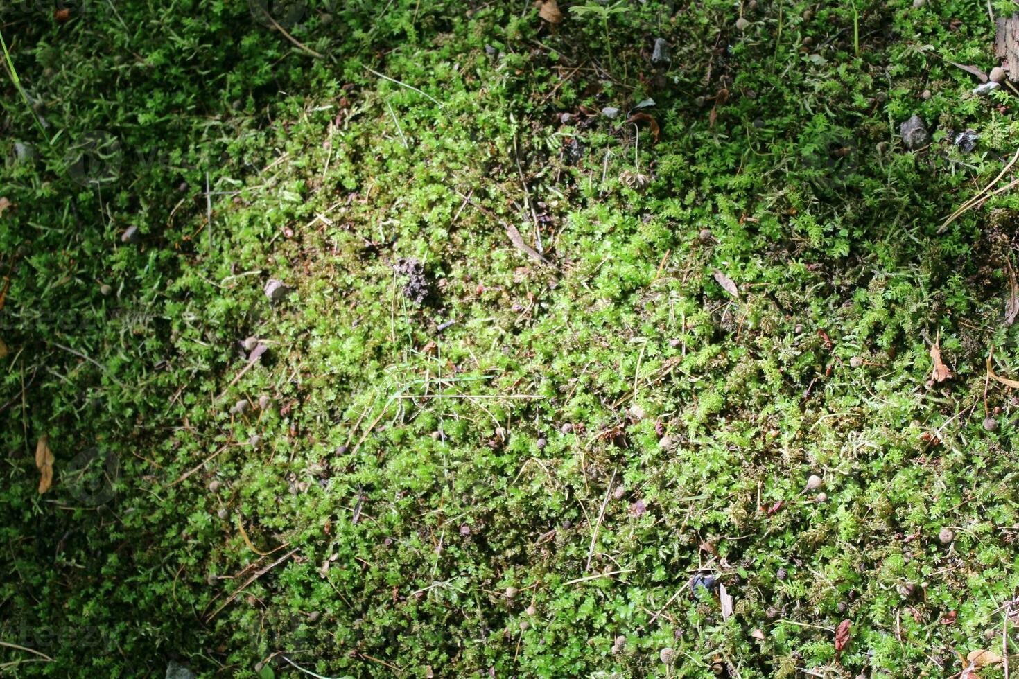Natural green moss background. Top view. Copy space. Biophilic design. Organic, wild nature concept. Banner photo