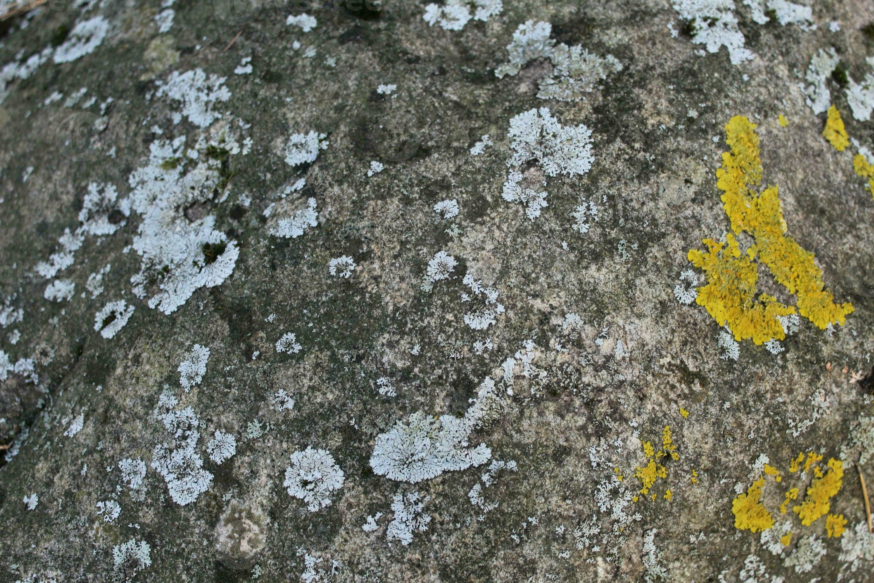 Rocks -- Moss/Lichen