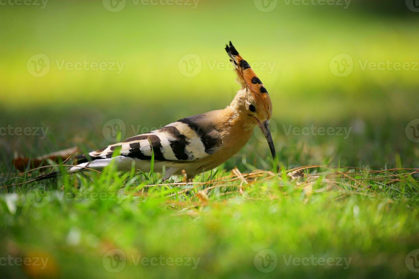 Selective Focus Photography of Brown Black and White Long Beak Bird on Green Grass photo