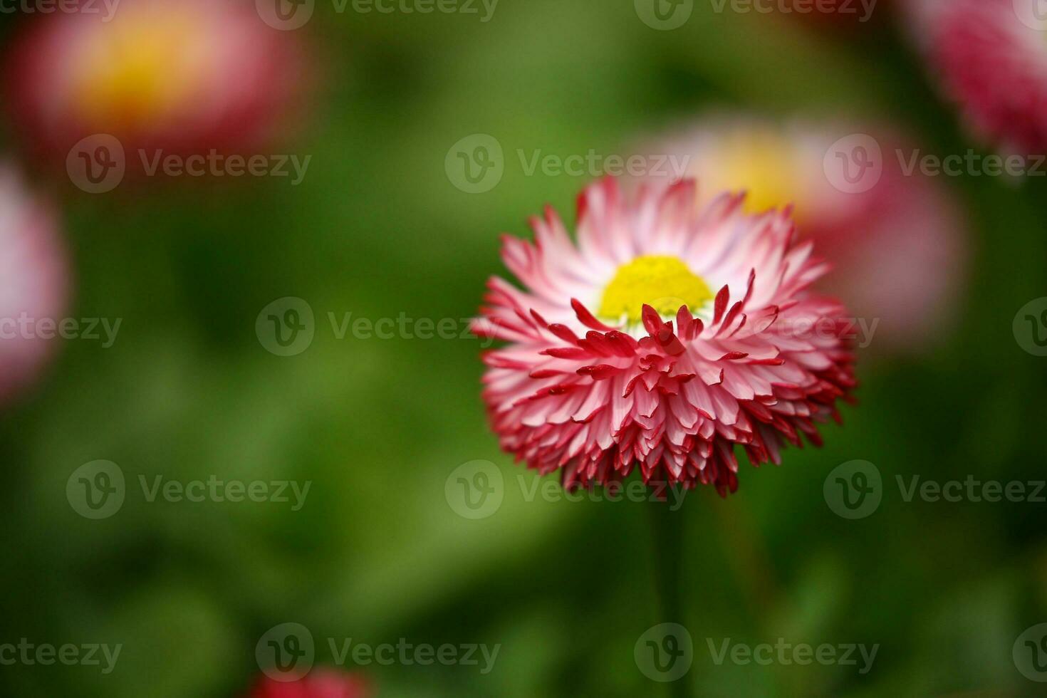 superficial atención fotografía de rosado flores foto